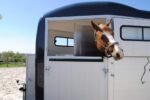 Pferdeanhänger für 1,5 Pferde Touring One – Bild 2